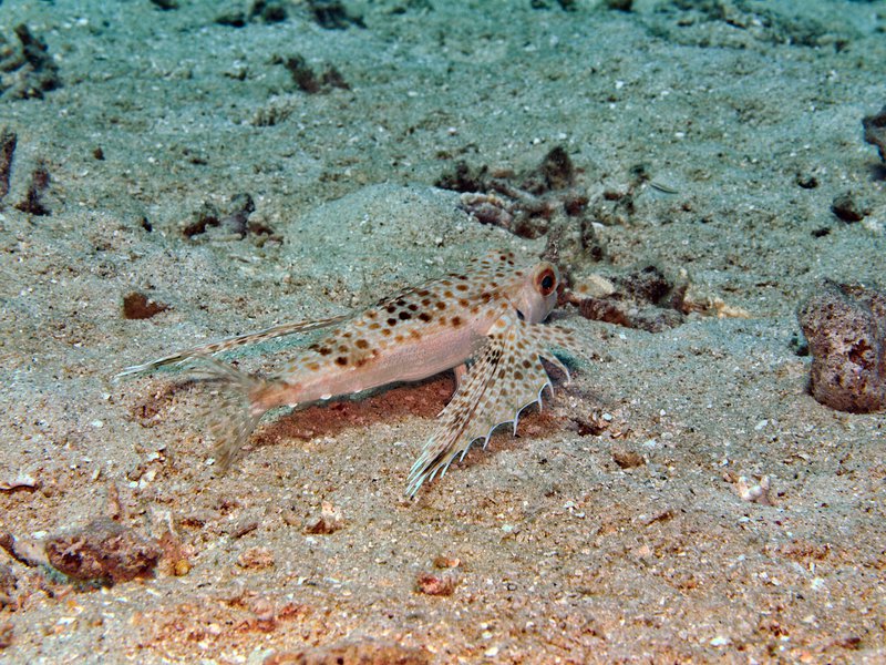 Indian Ocean Walkman, Frogfish Point